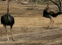 spinner-bigbird(vs).gif