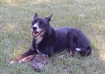dog-2.jpg
