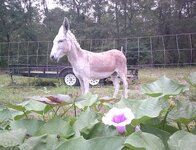mule.JPG