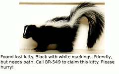 lost kitty.gif