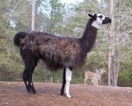 llama.jpg