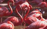 th_flamingoheart.jpg