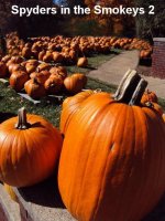pumpkinsZ.jpg