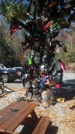 bike tree.jpg