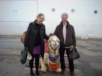 camel2.jpg