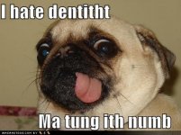 Dentist pug.jpg