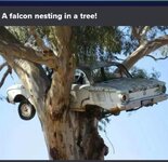 nesting Falcon.jpeg
