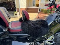 IMG_3135.jpeg