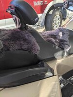 Sheep skins.jpg