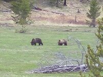 2 Griz.jpg