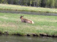 Elk.jpg