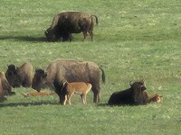 Mama and calf.jpg