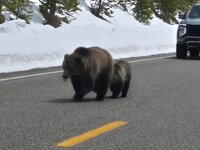 Mama and cub.jpg
