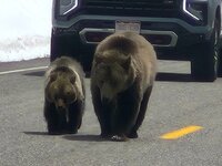 Mama andCub1.jpg