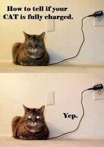 cat-fully-charged.jpeg