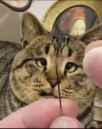 crosseyecat.jpeg