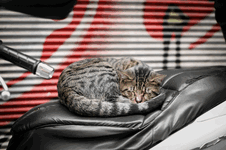 Cat-delete.gif