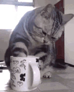 coffee-cat-8.gif