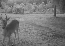 deer-game-cam1.JPG