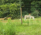 deer&donk.JPG