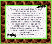 LewisThomas-03.gif