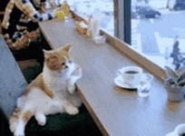 coffeehouse-432.gif