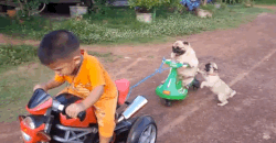 Pug-ani.gif