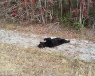 Black-Bear.jpg
