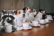 Coffee Bar Dogs&Trash-Panda.gif