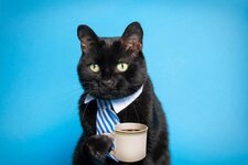 coffee-black-cat.jpg
