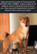 Shiba-Covid Spread.jpeg