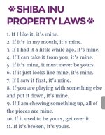 Shiba Inu Property Laws.jpg
