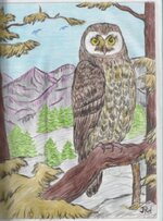 BarnOwl-474x640.jpg
