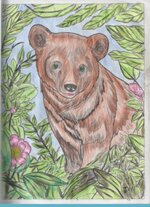 BrownBear-474x640.jpg