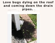 roof-love bugs.jpg