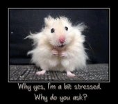 Stressed.jpg