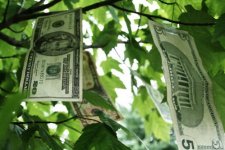 Money-Growing-on-Trees.jpg