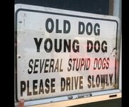 dogsss.jpg dogsss.jpg