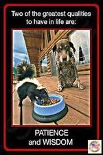 patience+wisdom.jpeg