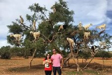 goat-tree.jpg