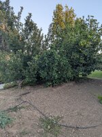 PXL_20260923_013718743.RAW-01.COVER.jpg
