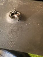 IMG_2921.jpeg