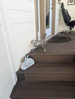 Weiner Dog.jpg Weiner Dog.jpg