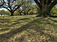 oakalley.jpg