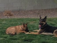 Boss and Max 03-18-13.jpg