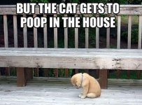 But the CAT can....jpg