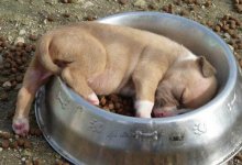 Ran out of awake, but not appetite.jpg