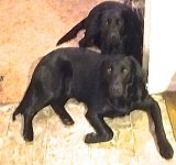 Kemp dogs.jpg