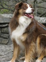Minnie Aussie 2.jpg