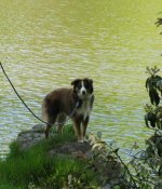 Minnie Aussie 1.jpg